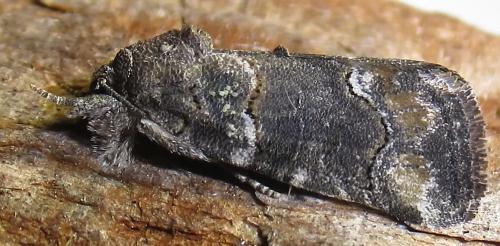 Bryophila vandalusiae